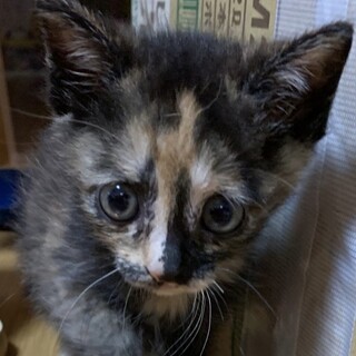 無邪気で愛おしい☆サビ仔猫ねねちゃん❣️
