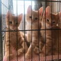 生後２ヵ月♂チャトラちゃんの里親募集中