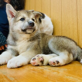 生後2ヶ月女の子