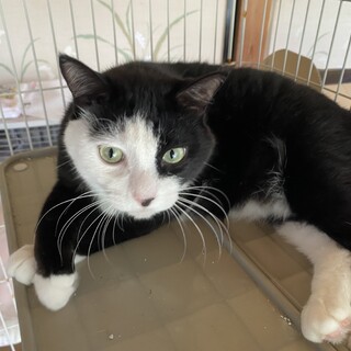 雑種女の子 猫さん