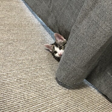 生首よもぎ
