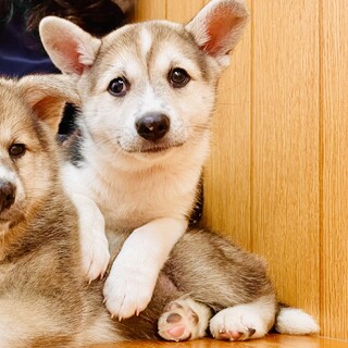 生後2ヶ月女の子です。