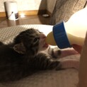 生後2週間サバトラの男の子です。