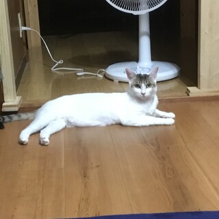 きれいな子です
