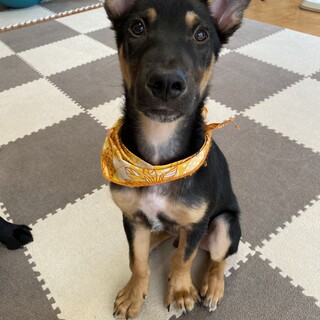 子犬　生後3ヵ月　ミックス　男の子