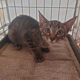 (トライアル)幸せのカギしっぽ＆ゴロゴロ娘・3ヶ月