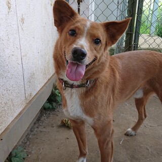 とても賢く教えがいのある♂️13キロ