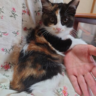 幸せのカギしっぽ3ヶ月・三毛中毛種モモコちゃん