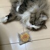 てらしまゆかり