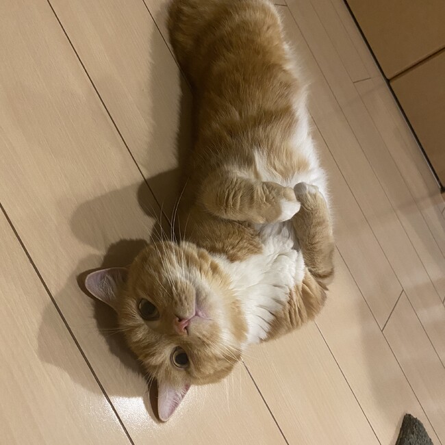 てらしまゆかりのカバー写真