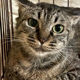 現在人馴れ修行中、1歳ぐらい断脚女の子！