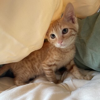 生後2ヶ月茶トラくんです