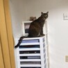 かわまよさん