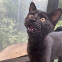 黒猫のあんこちゃん(仮)生後3ヶ月