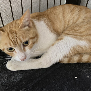 保護猫茶トラ