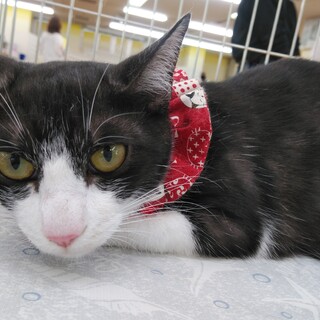 珍しい黒白のスモークで不思議な⚡尻尾のうるるちゃん