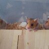 ゴールデンハムスター里親募集 サムネイル2