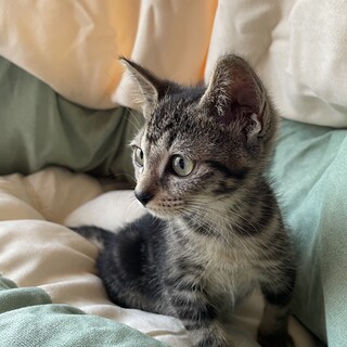 アメショ柄風男の子