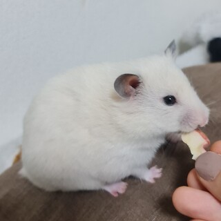 ゴールデンハムスター5ヶ月の女の子です！