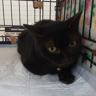 おとなしくマイペースな女の子