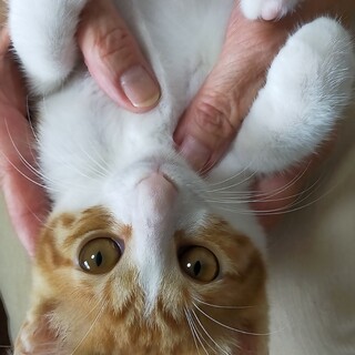 9/5㈰譲渡会参加　誰とでも仲良し　茶白の男の子