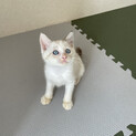 ブルーアイのクリアちゃん