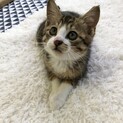 ニカちゃん里親様決定☆°｡⋆