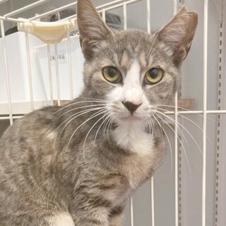 甘々グレ白ෆ⃛グレ美ちゃん