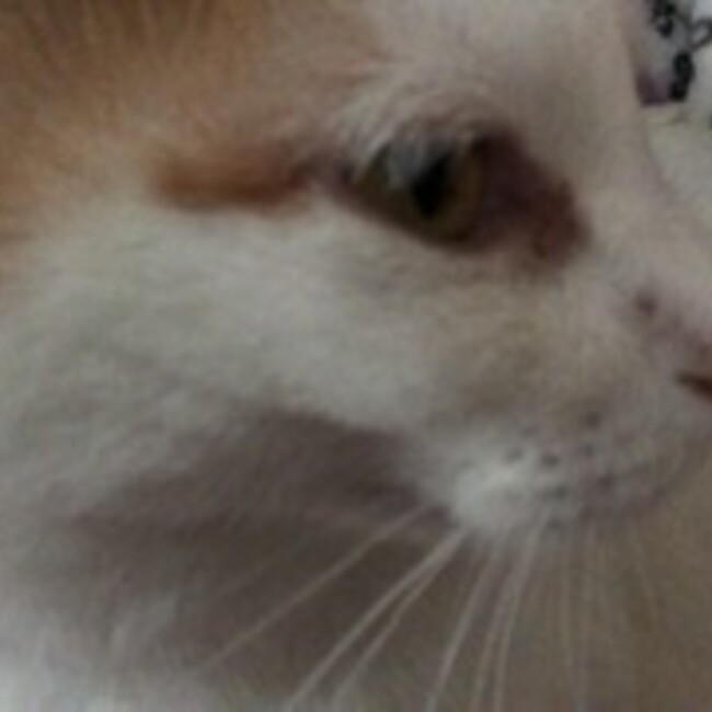 チタママのカバー写真