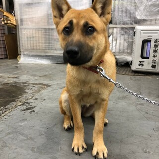 凛々しい賢い野犬の女の子うららちゃん