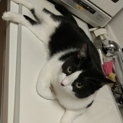 「自由すぎる黒白」サムネイル1