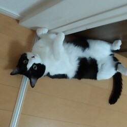 「自由すぎる黒白」サムネイル2