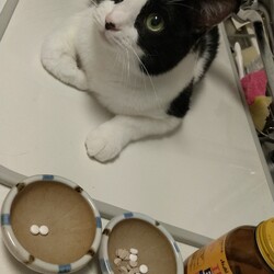 「自由すぎる黒白」サムネイル3