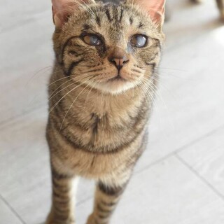 甘くて穏やかなロゼット