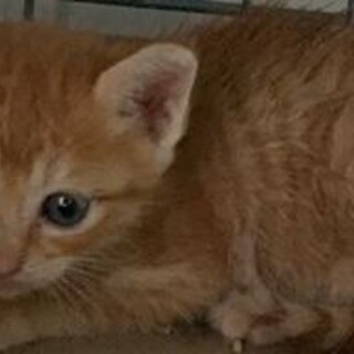 譲渡されました。