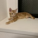 茶トラ子猫月くん　