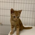 茶トラ子猫宇宙くん、新規のお問い合わせ停止