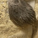 うずらの里親募集！