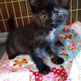 呼ぶとお返事賢いおしゃべりサビ子猫