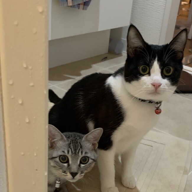 ハピ猫のカバー写真