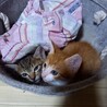 子猫 サムネイル2