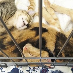 おきなわ美ら仔猫❤譲渡会 in 緑区