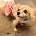 しっぽフリフリ！チワワの女の子ジュレちゃん