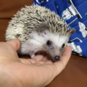 ハリネズミさん