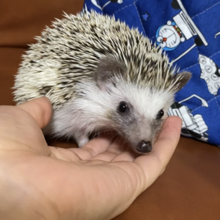 ハリネズミさん