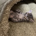 生後3週間　子猫達※一旦募集終了※