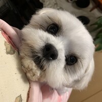 石原ころん