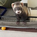 元気なマーシャルフェレット♂