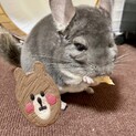 チンチラ♂バイオレット