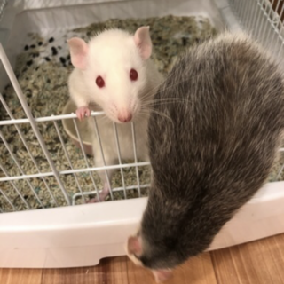 ファンシーラット女の子二匹